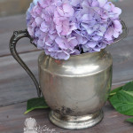 fresh-cut-hydrangeas